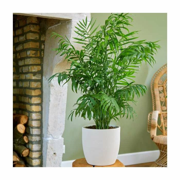 Parlour Palm | Chamaedorea Elegans