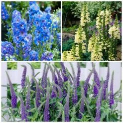 Long & Tall Perennials Collection | 3x 9cm Pots