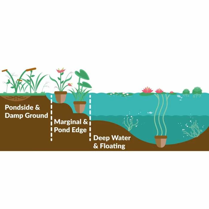 Miniature Plantain | Baldelia ranunculoides - Image 3