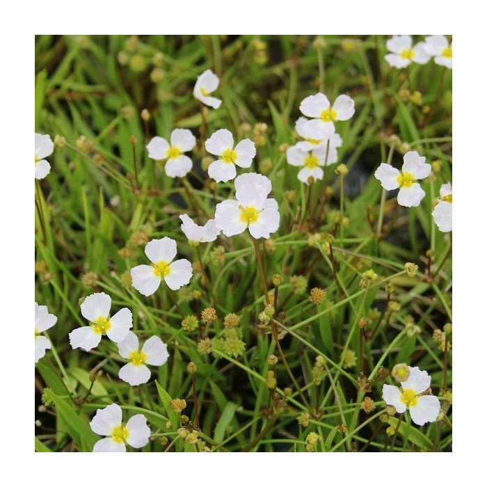 Miniature Plantain | Baldelia ranunculoides - Image 2