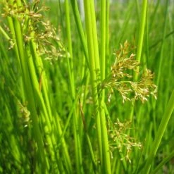 Common Rush | Juncus effusus