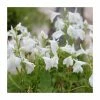 White Mazus | Mazus reptans 'Alba'