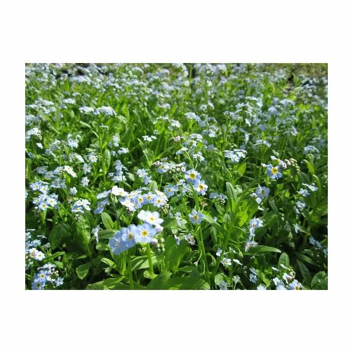 Water Forget-Me-Not | Myosotis scorpioides - Image 2