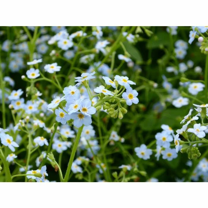 Water Forget-Me-Not | Myosotis scorpioides - Image 4