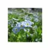 Water Forget-Me-Not | Myosotis scorpioides