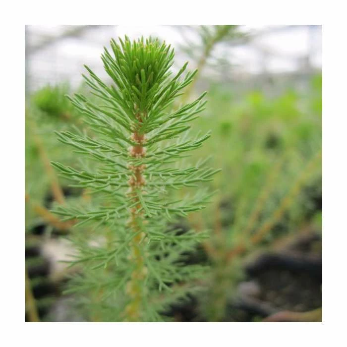 3x Upright Water Milfoil Myriophyllum Crispatum - 9cm Pots - Image 2