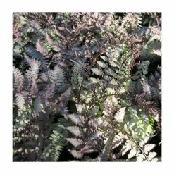 Metallicum Athyrium nipponicum | 3 x 9cm Pots