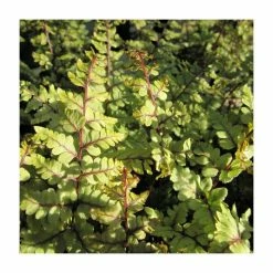 3x Eared Lady Fern Athyrium otophorum okanum - 9cm Pots
