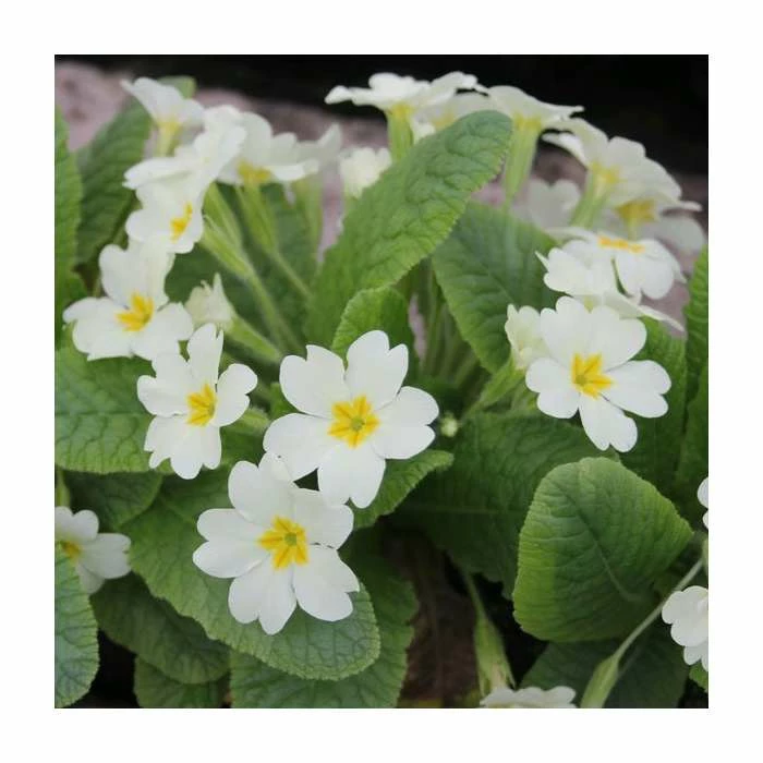 3x White Primrose Primula vulgaris - 9cm Pots - Image 2