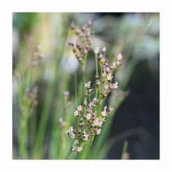 Sea Rush | Juncus maritimus