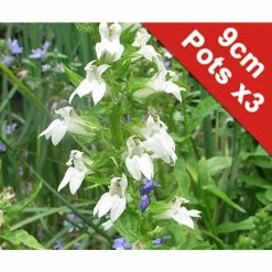 3x White Cardinal Flower - Lobelia siphilitica alba - 9cm Pots