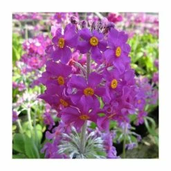 3x Bee's Primrose Primula beesiana - 9cm pots