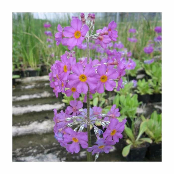 3x Bee's Primrose Primula beesiana - 9cm pots - Image 2