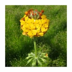 3x Bulley's Primrose Primula bulleyana - 9cm pots