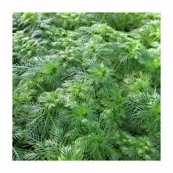 3x Water Violet Hottonia Palustris - 9cm Pots