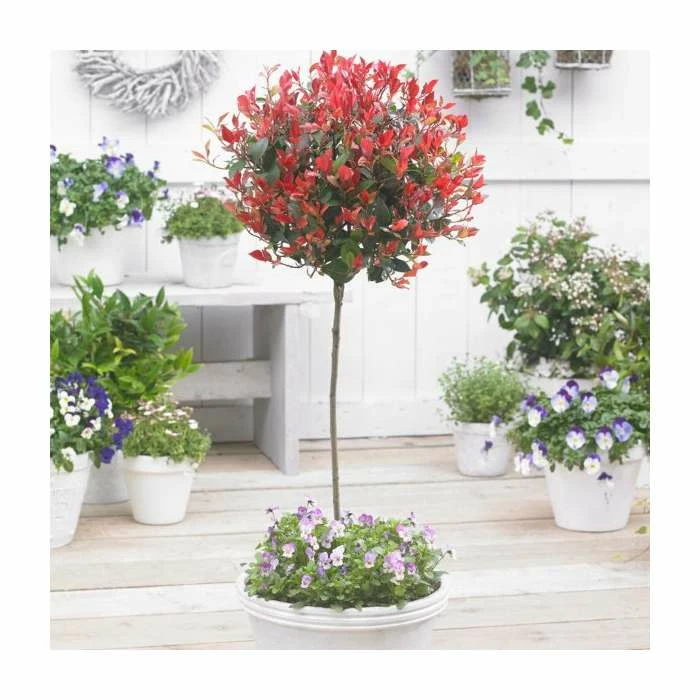 Photinia serrulata 'Red Robin' - Image 2