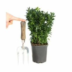 1.5m Box Hedging 20-50cm 'Buxus sempervirens' - 9cm Pot