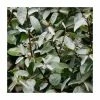 5x 20-50cm Elaeagnus Ebbingei | 9cm Pot