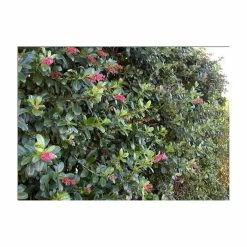 5X Escallonia Pink Hedging 20-50cm "Apple Blossom" - 9cm Pot
