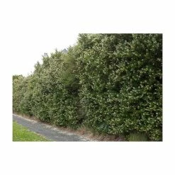 5X Escallonia White Hedging 20-50cm "Iveyi" - 9cm Pot