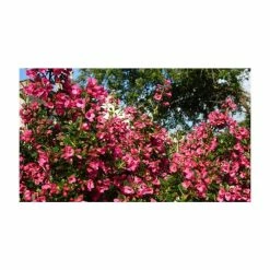 5X Escallonia Red Hedging 20-50cm "Rubra Macrantha" - 9cm Pot