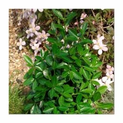 5x 20-50cm Euonymus japonicus 'Green Millenium' | 9cm Pot