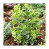5x 20-50cm Euonymus japonicus 'Kathy' | 9cm Pot