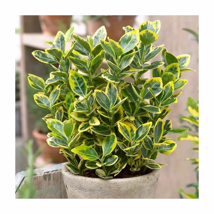 5x 20-50cm Euonymus japonicus 'Ovatus Aureus' | 9cm Pot - Image 2