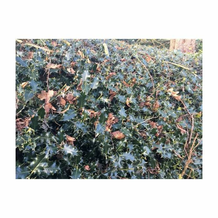 5X 9cm Pots Holly Hedging 20-50cm 'Ilex Aquifolium' - Image 2