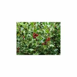 5X 9cm Pots Holly Hedging 20-50cm 'Ilex Aquifolium'