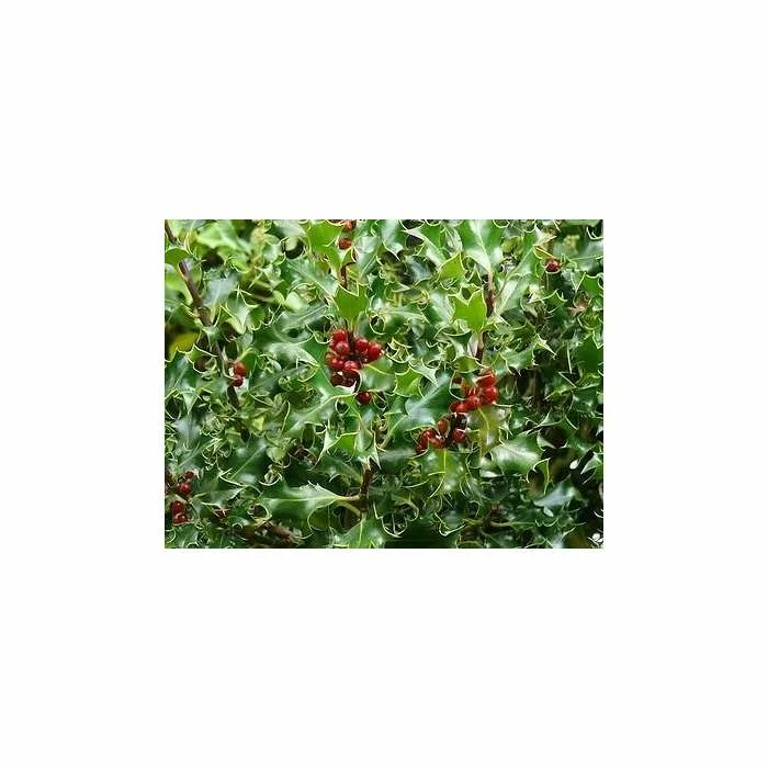 5X 9cm Pots Holly Hedging 20-50cm 'Ilex Aquifolium'