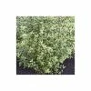 5X Pittosporum Tenuifolium Hedging 20-50cm - 9cm Pot
