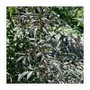 5x 20-50cm Sambucus nigra 'Black Beauty' | Black Elder Hedging | 9cm Pot