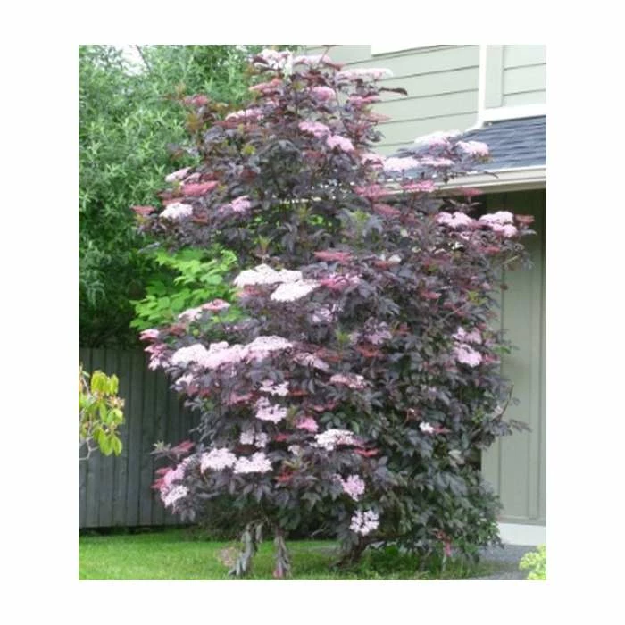 5x 20-50cm Sambucus nigra 'Black Beauty' | Black Elder Hedging | 9cm Pot - Image 2