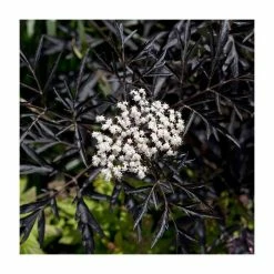 5X 20-50cm Sambucus nigra 'Black Lace' | Black Elder Hedging | 9cm Pot