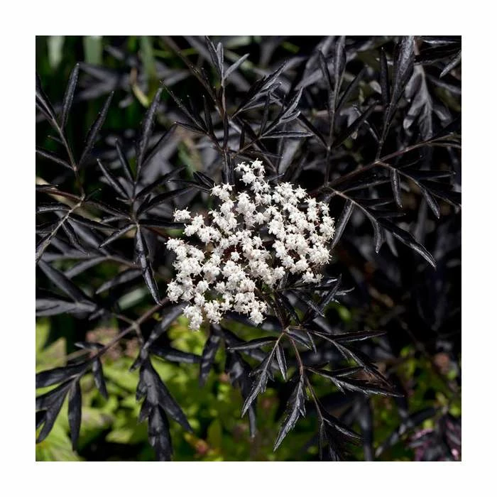 5X 20-50cm Sambucus nigra 'Black Lace' | Black Elder Hedging | 9cm Pot