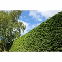 2m Leyland Cypress Hedging | 20-50cm | 'Cupressus leylandii' | 5 x 9cm Pots
