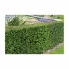 5X Common Yew Hedging 20-50cm 'Taxus Baccata' - 9cm Pot