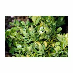 5X Buxus Hedging 20-50cm 'Sempervirens Suffruticosa' - 9cm Pot
