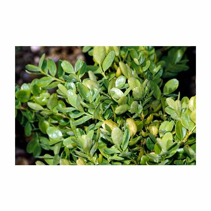 5X Buxus Hedging 20-50cm 'Sempervirens Suffruticosa' - 9cm Pot