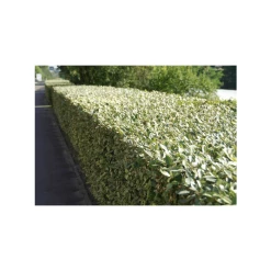 5x 20-50cm Elaeagnus Ebbingei 'Compacta' | 9cm Pot