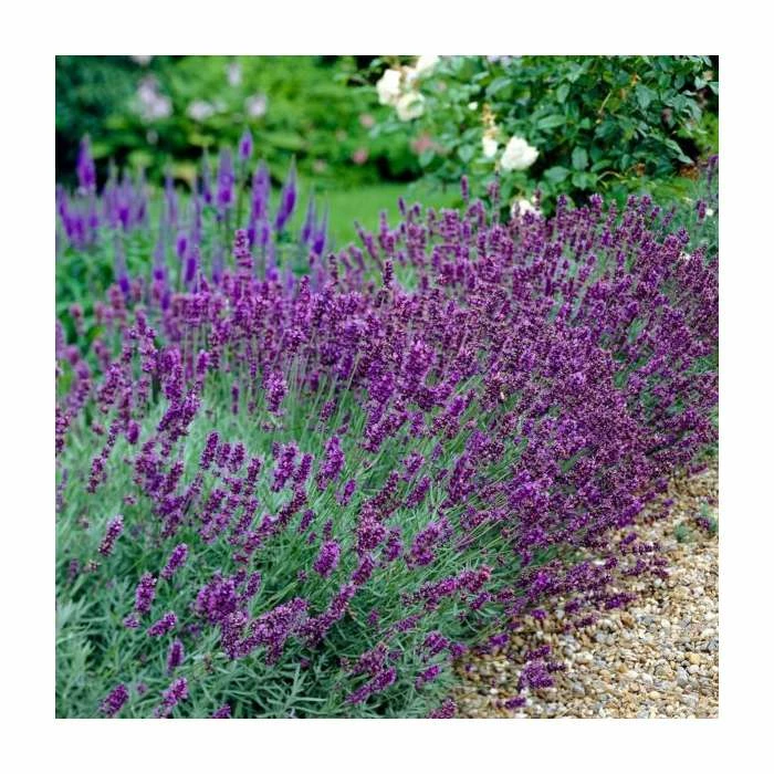 5X Old English Lavender Hedging 20-50cm 'Lavandula Angustifolia' - 9cm Pot