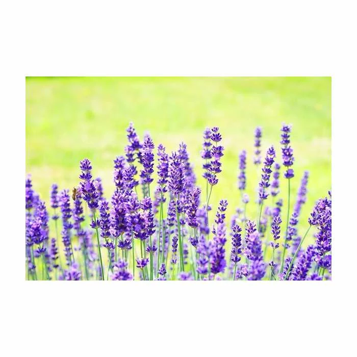 5X Old English Lavender Hedging 20-50cm 'Lavandula Angustifolia' - 9cm Pot - Image 2