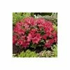 5X Rhododendron Hedging 20-50cm 'Scarlet Wonder' - 9cm Pot