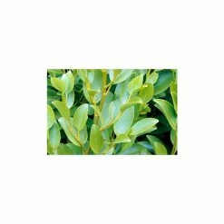 25X New Zealand broadleaf Hedging 20-50cm 'Griselinia Littoralis' "Kapuka" - 9cm Pot