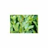 5X New Zealand broadleaf Hedging 30-45cm 'Griselinia Littoralis' "Kapuka" - 9cm Pot