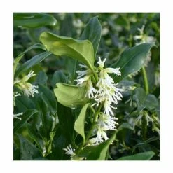 5X Christmas Box Hedging 20-50cm 'Sarcococca Confusa' - 9cm Pot