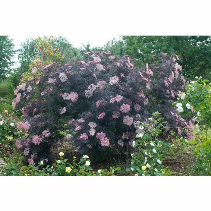 Sambucus Nigra 'Black Lace' | Black Elder - Image 2