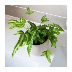 15-20cm Brake Fern | Pteris Cretica 'Alba' | 9cm Pot