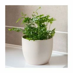 25-30cm Silver Lace Fern | Pteris Ensiformis 'Evergemiensis' | 9cm Pot